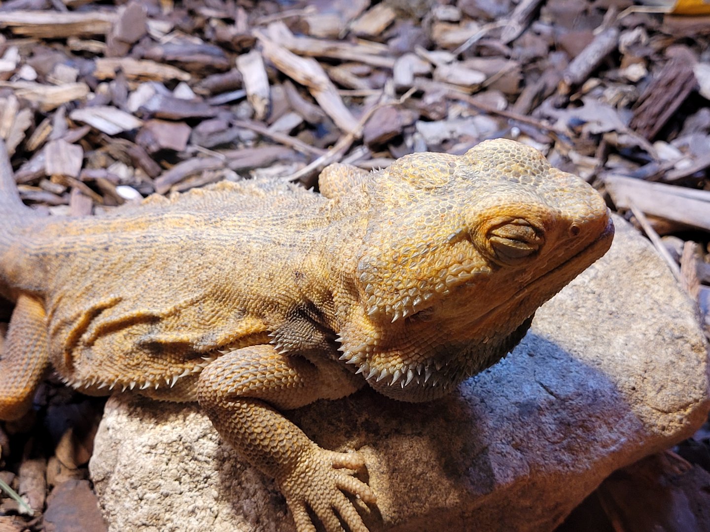 Central bearded dragon -Zoo de Santillana del Mar (2023)