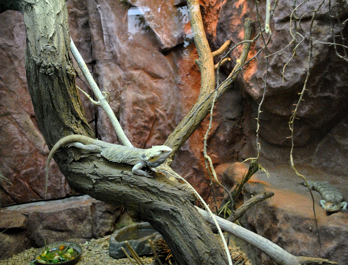 Central Bearded Dragon