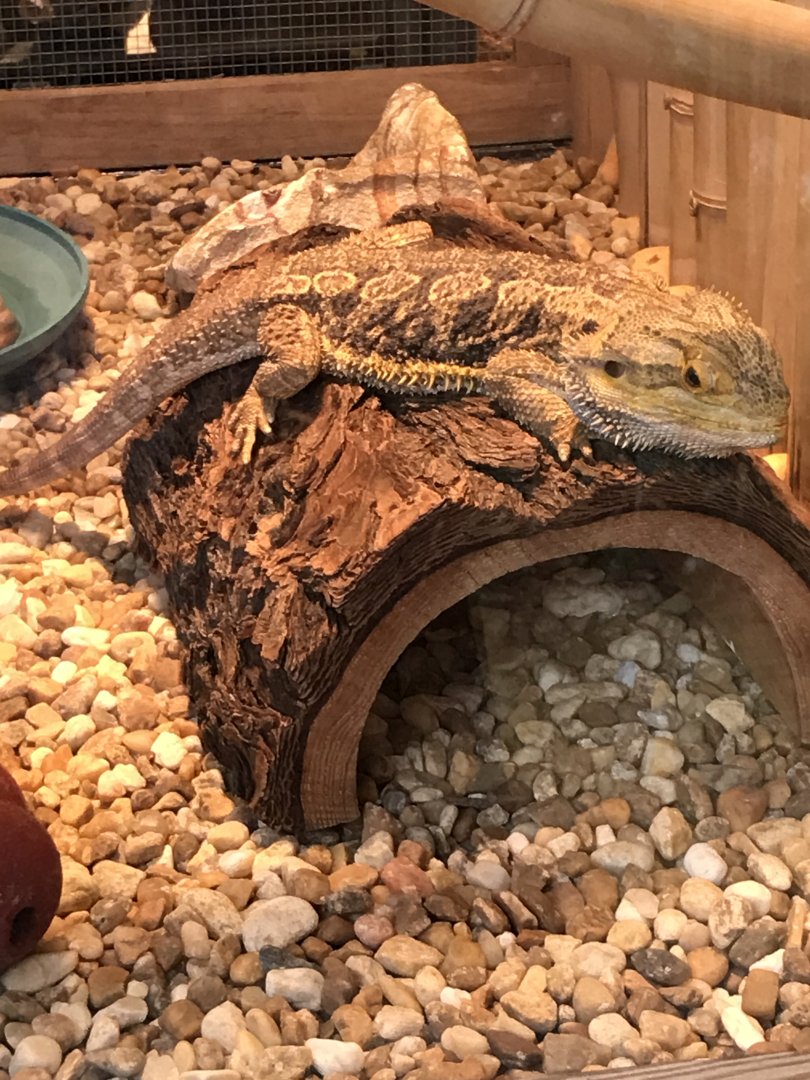 Central bearded dragon