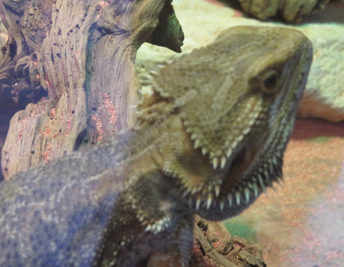 Central bearded dragon