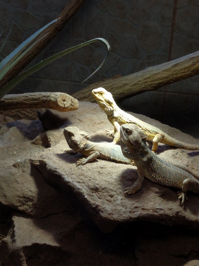 Central Bearded Dragon