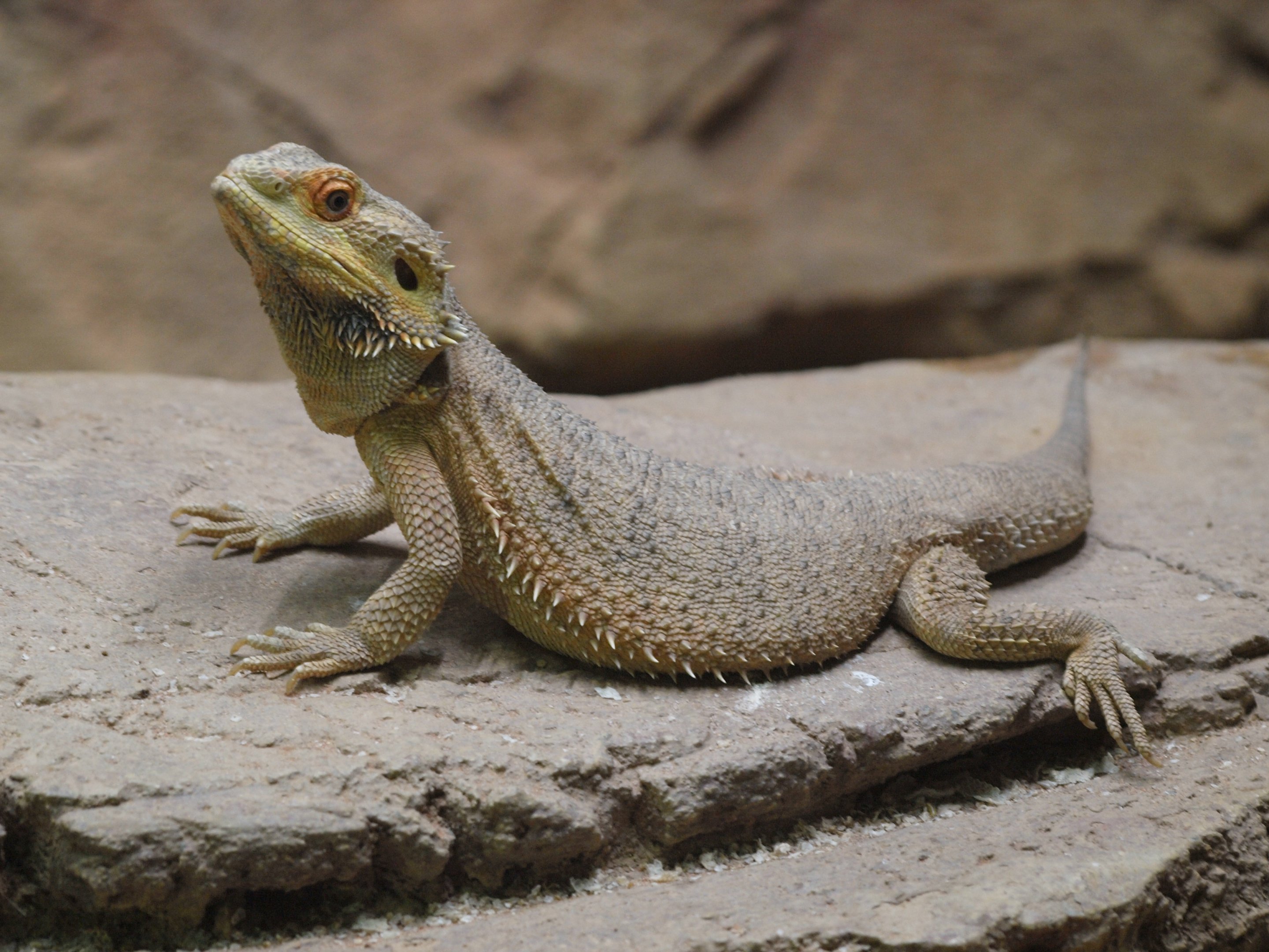 Central Bearded dragon