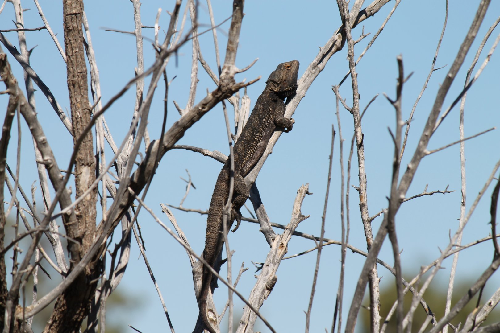 Central Bearded Dragon