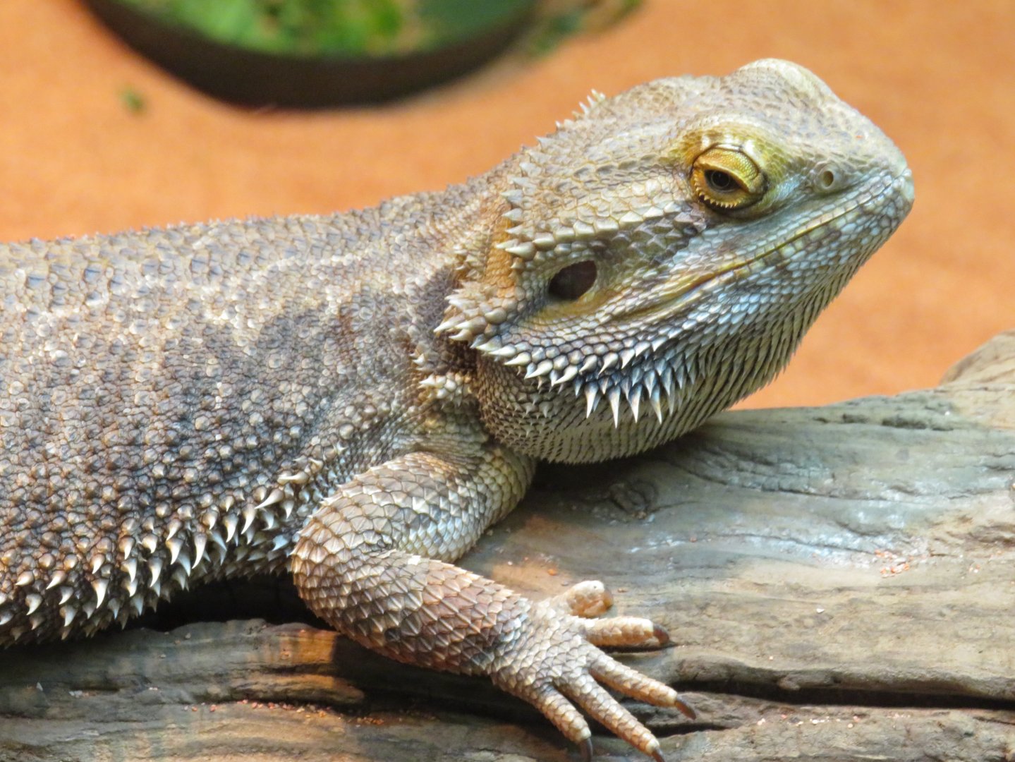 Central bearded dragon