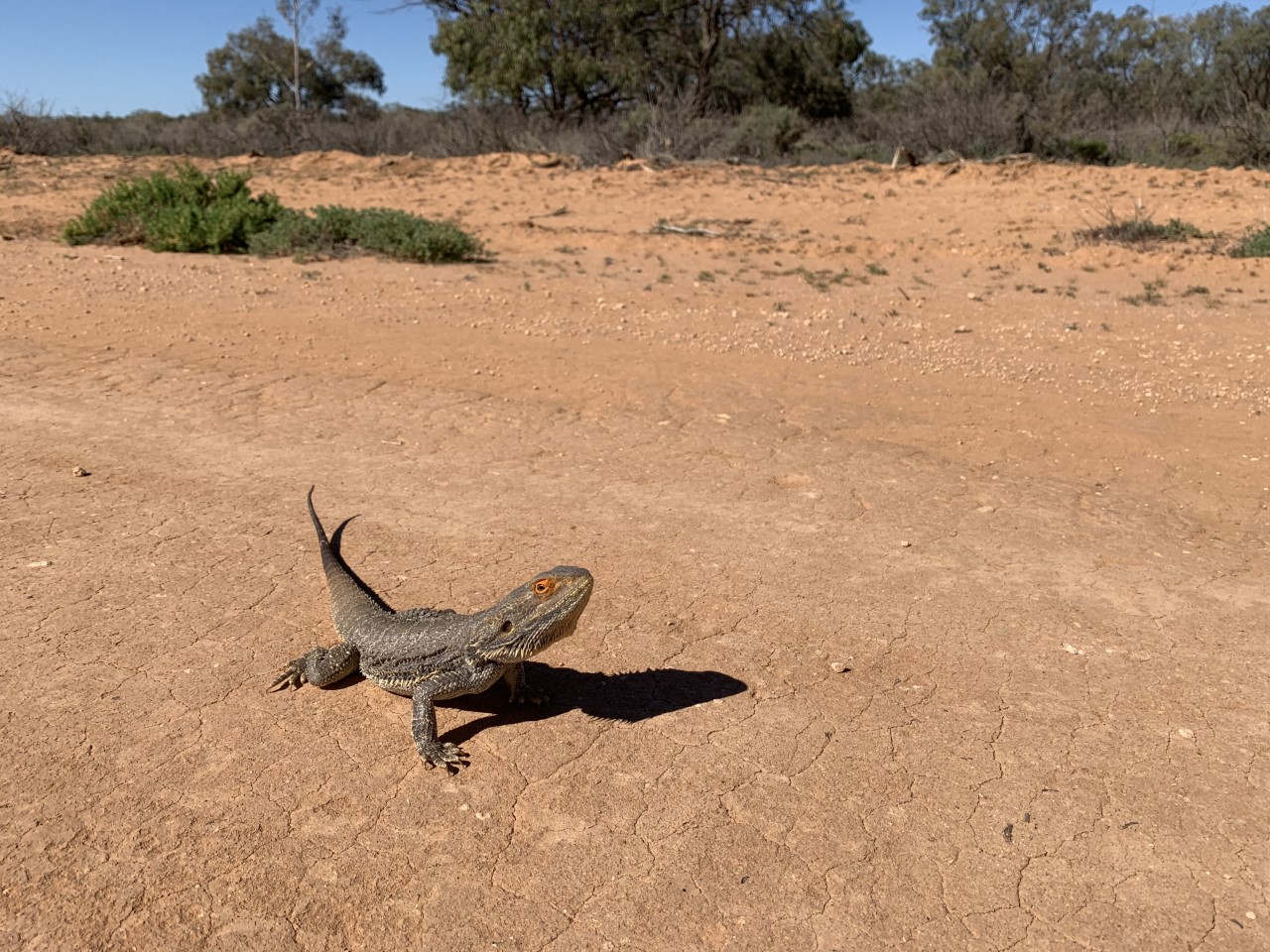 Central Bearded Dragon