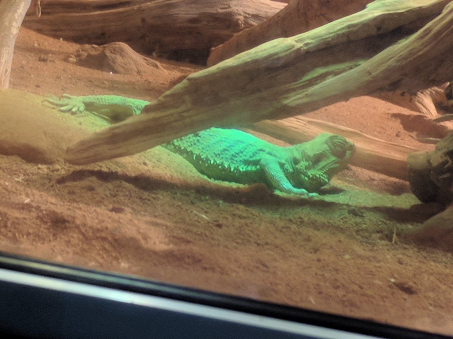 Central Bearded Dragon