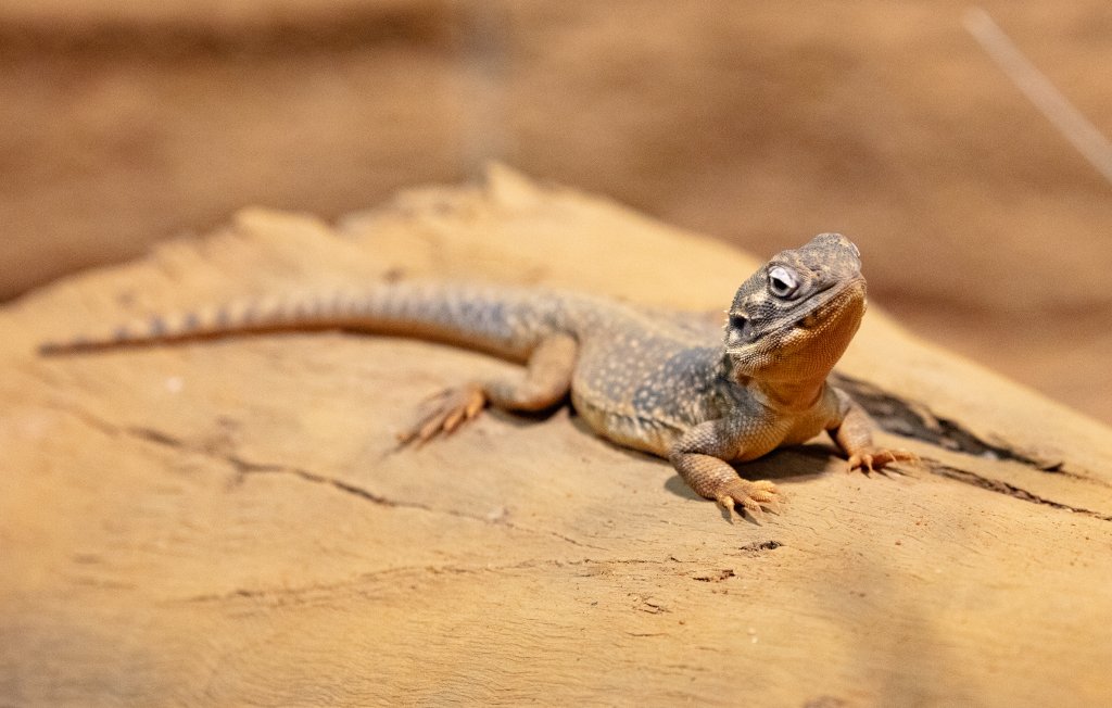 Central Bearded Dragon