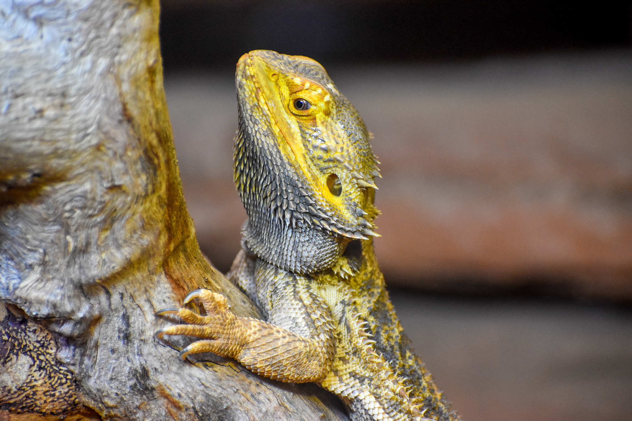 Central Bearded Dragon