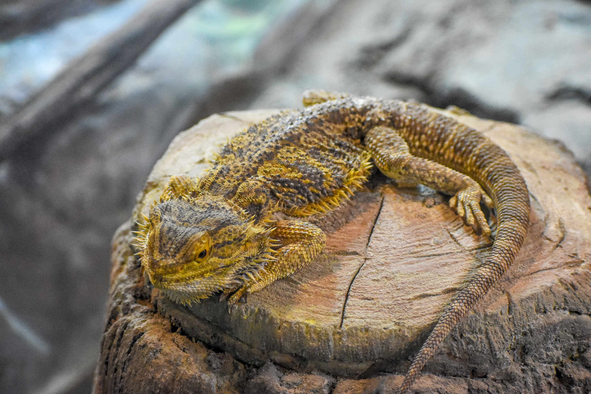 Central Bearded Dragon
