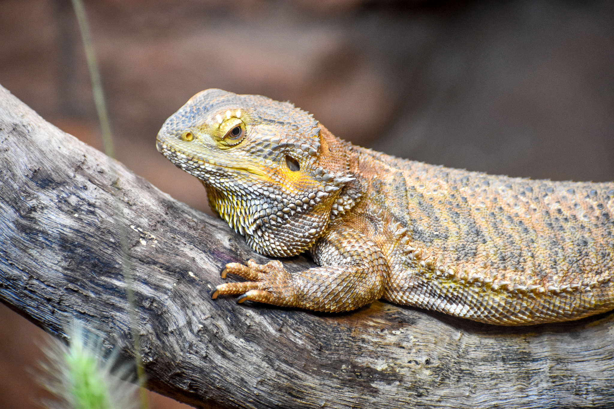 Central Bearded Dragon