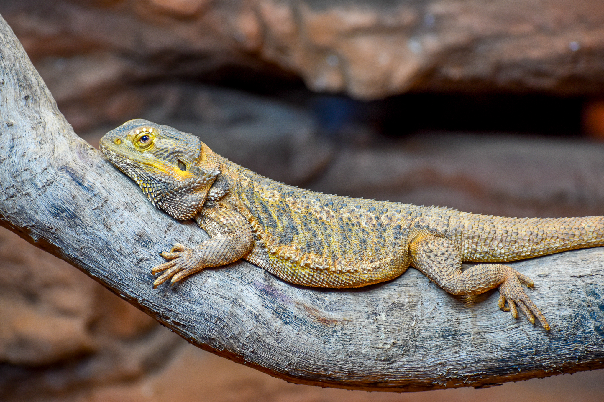 Central Bearded Dragon