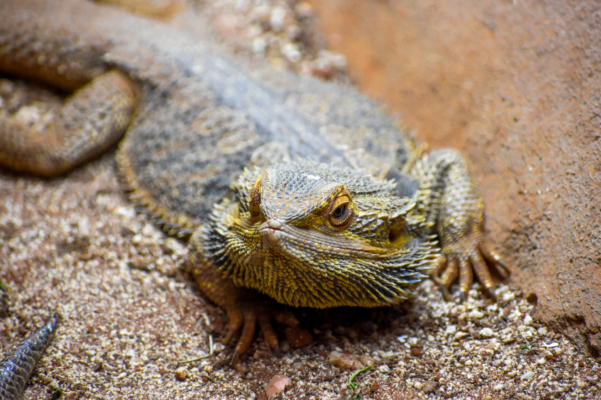 Central Bearded Dragon