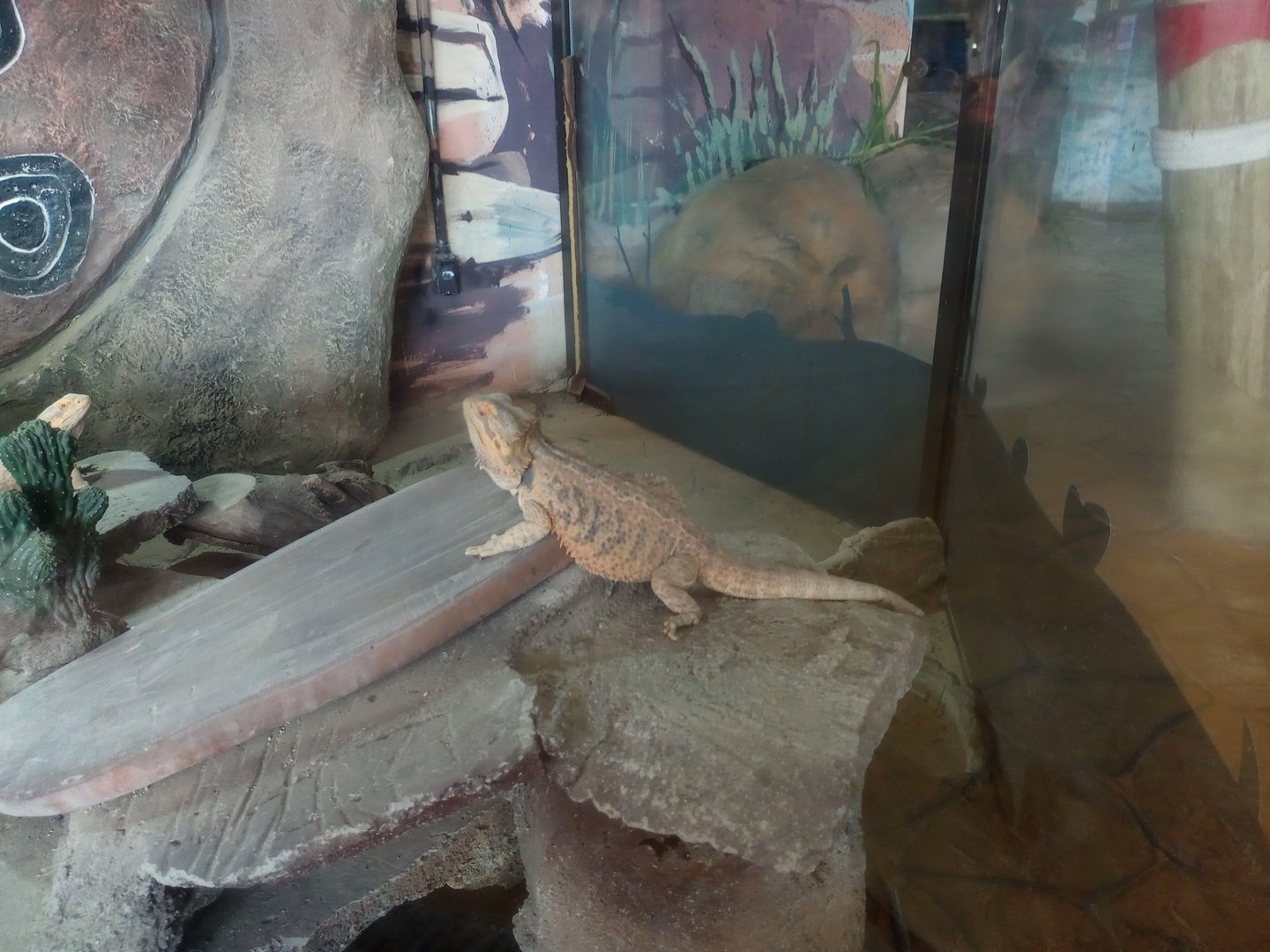 Central bearded dragon