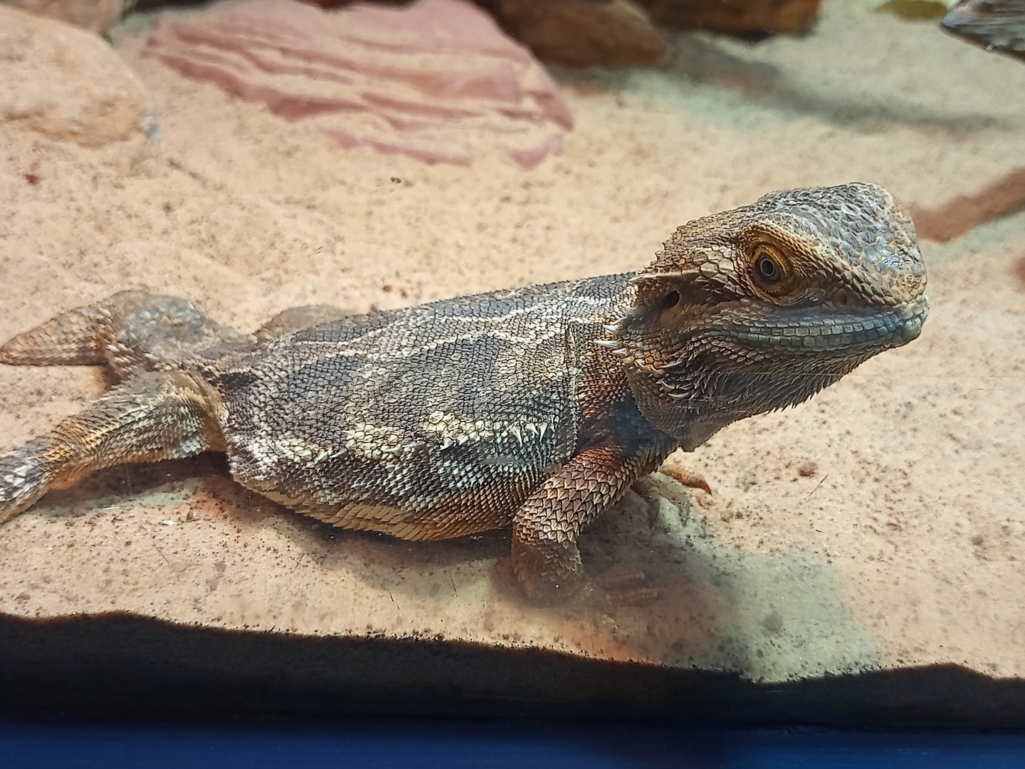Central bearded dragon