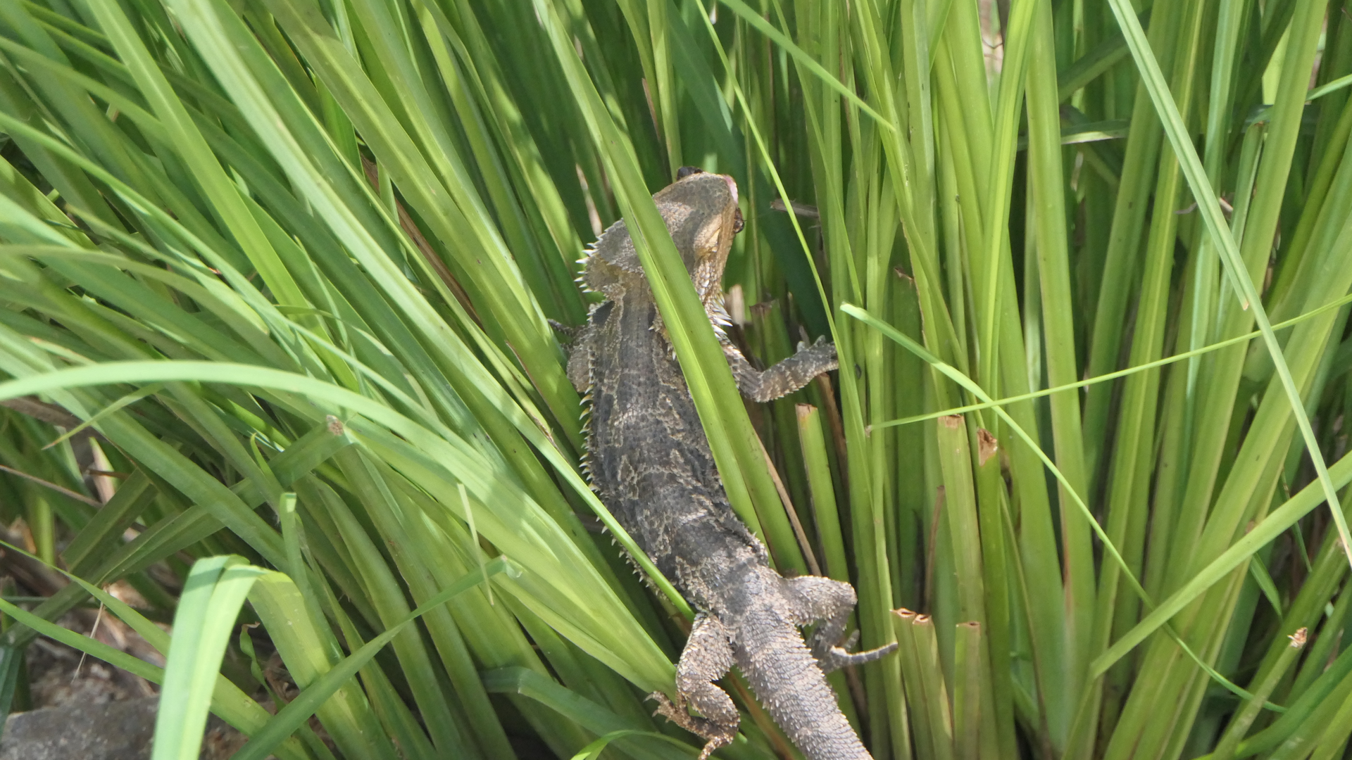 Central Bearded Dragon