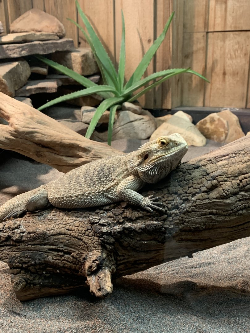 Central Bearded Dragon