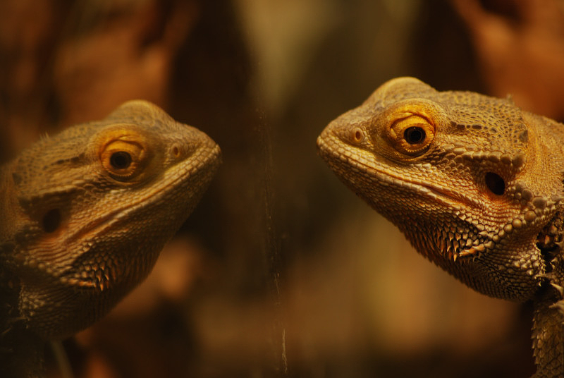 Central bearded dragon