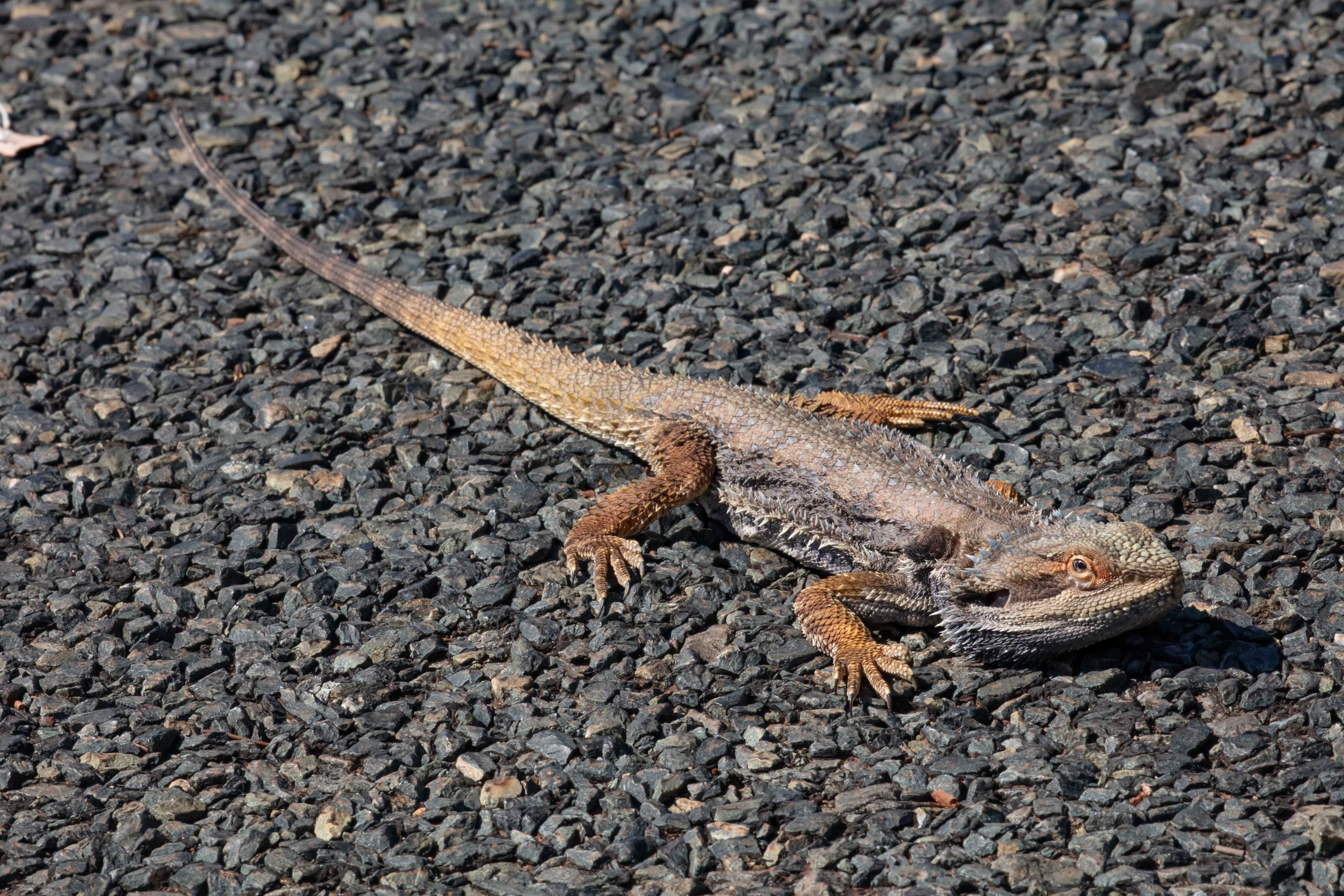 Central Bearded Dragon