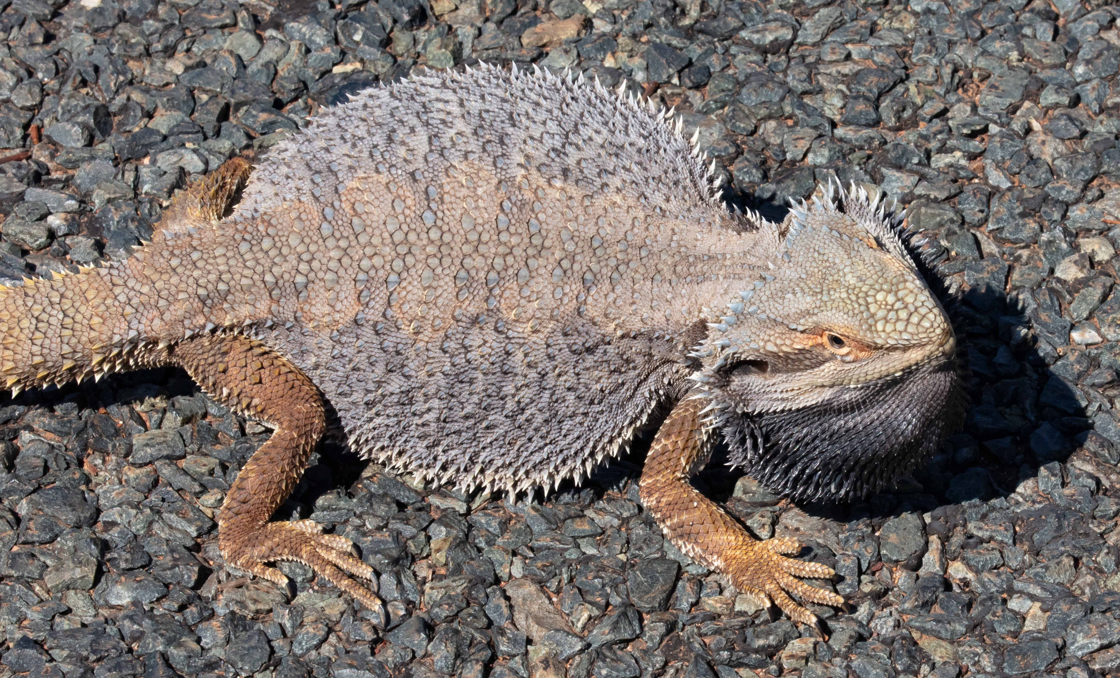Central Bearded Dragon