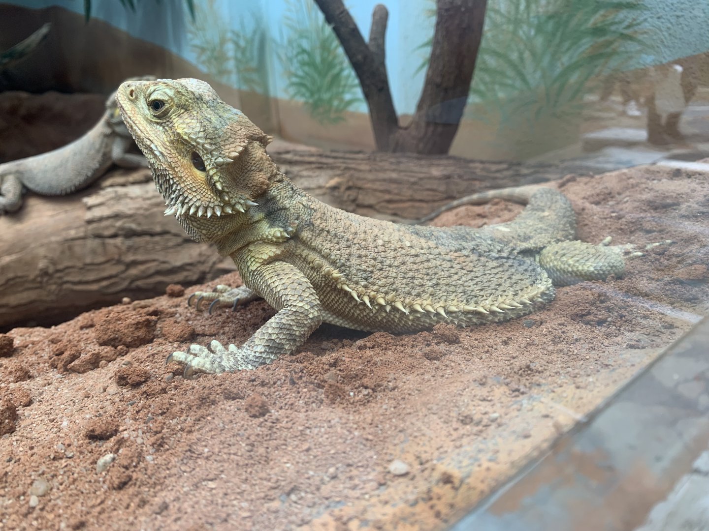 Central bearded dragon