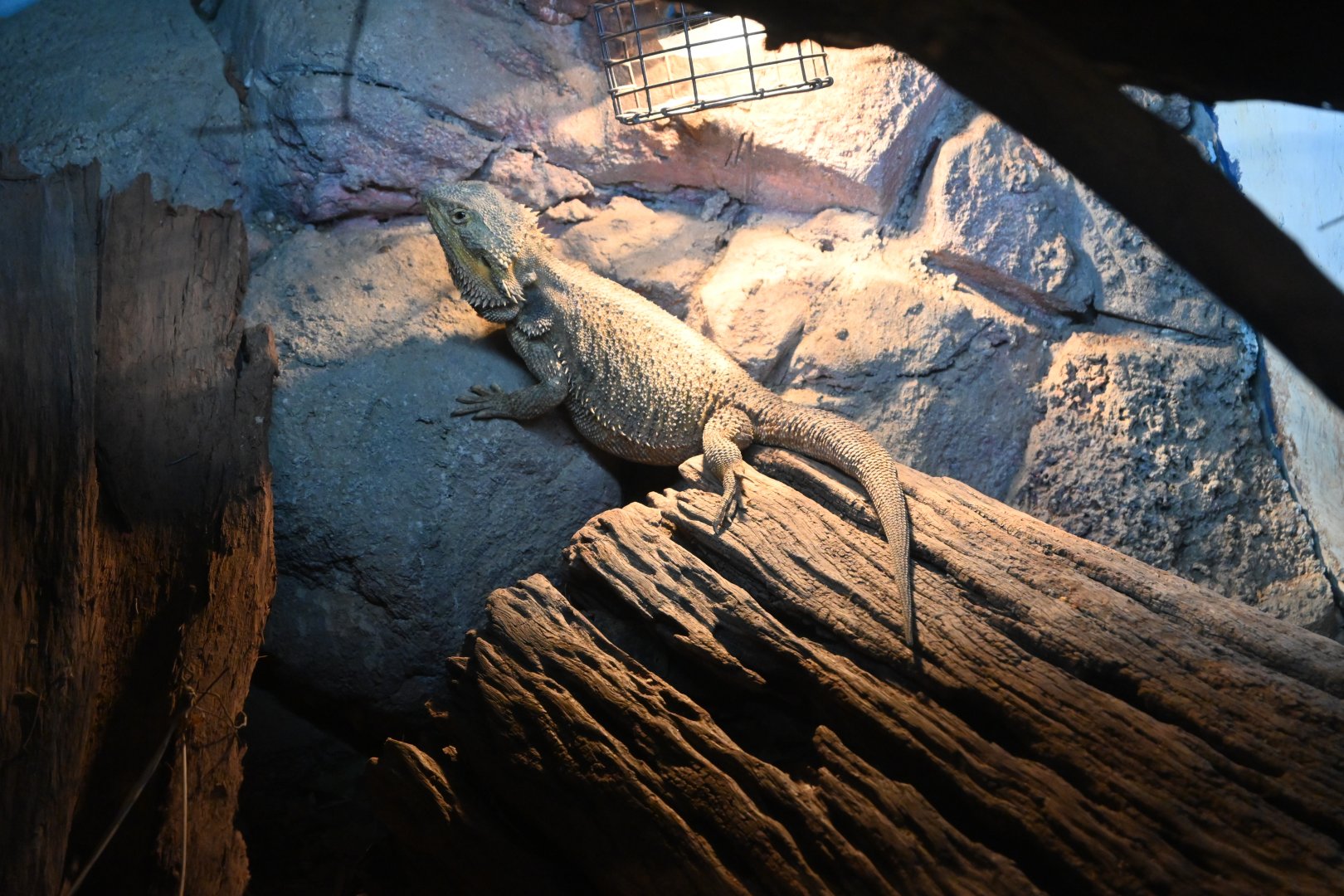 Central Bearded Dragon