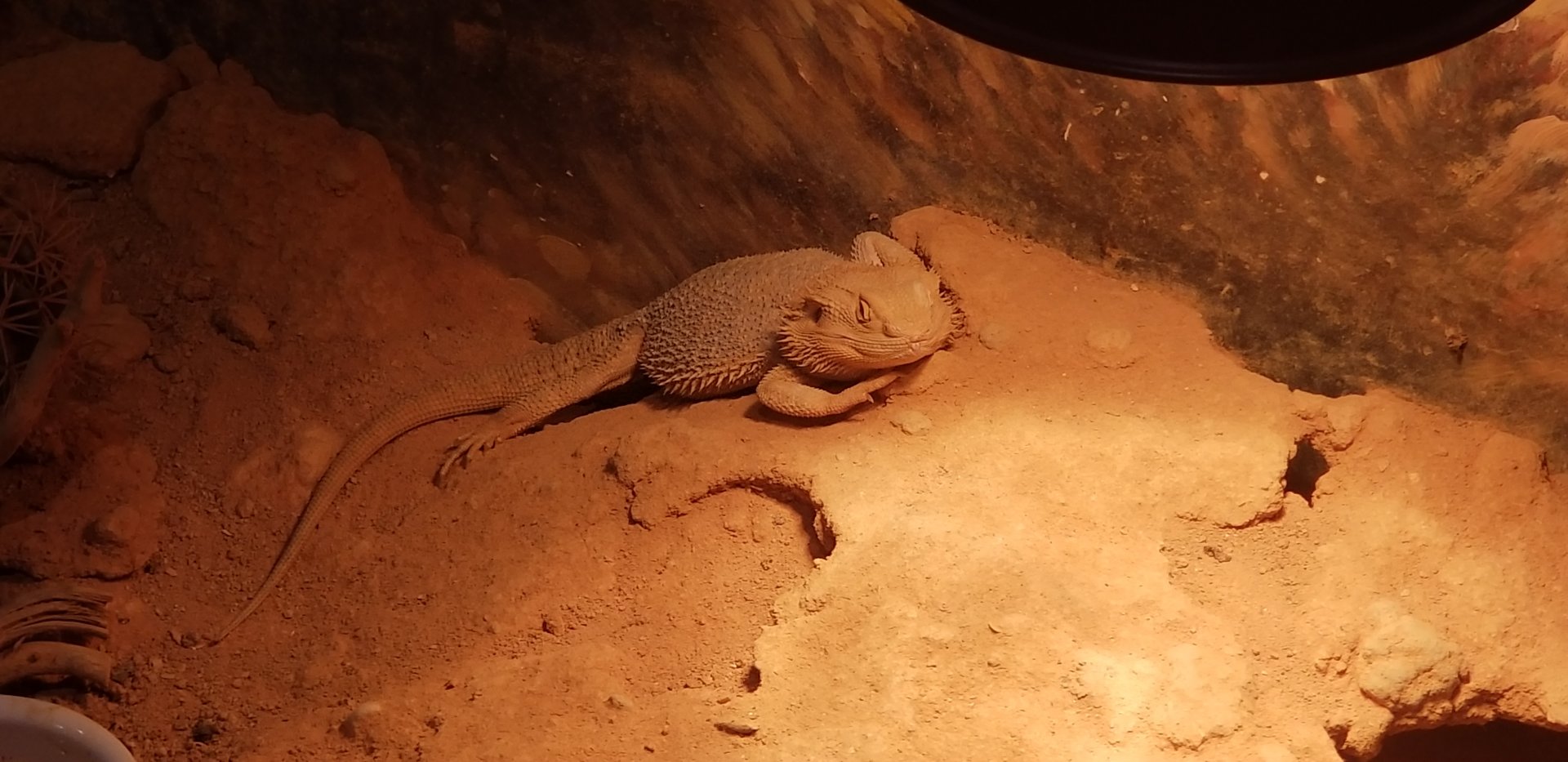 Central Bearded Dragon