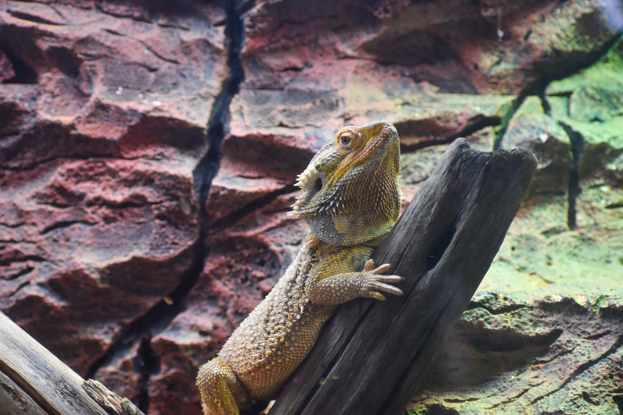 Central Bearded Dragon