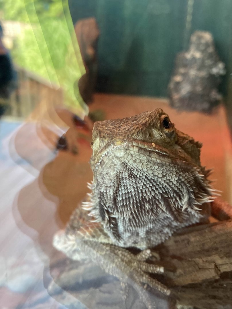 Central Bearded Dragon
