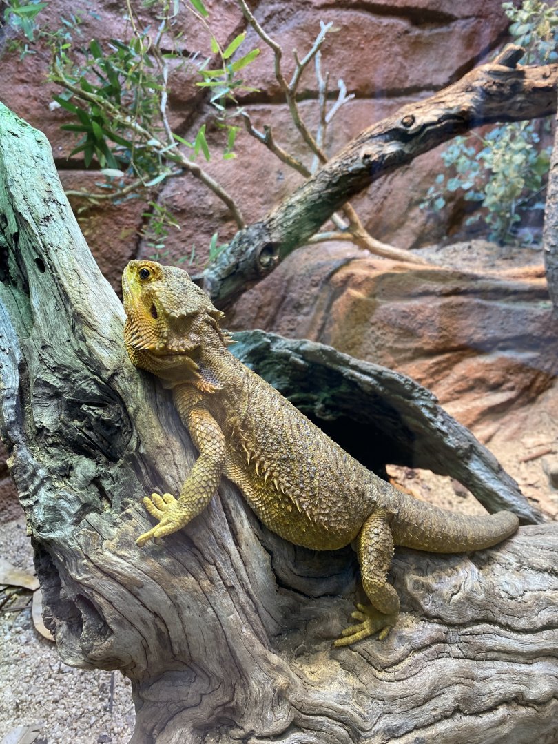 Central Bearded Dragon