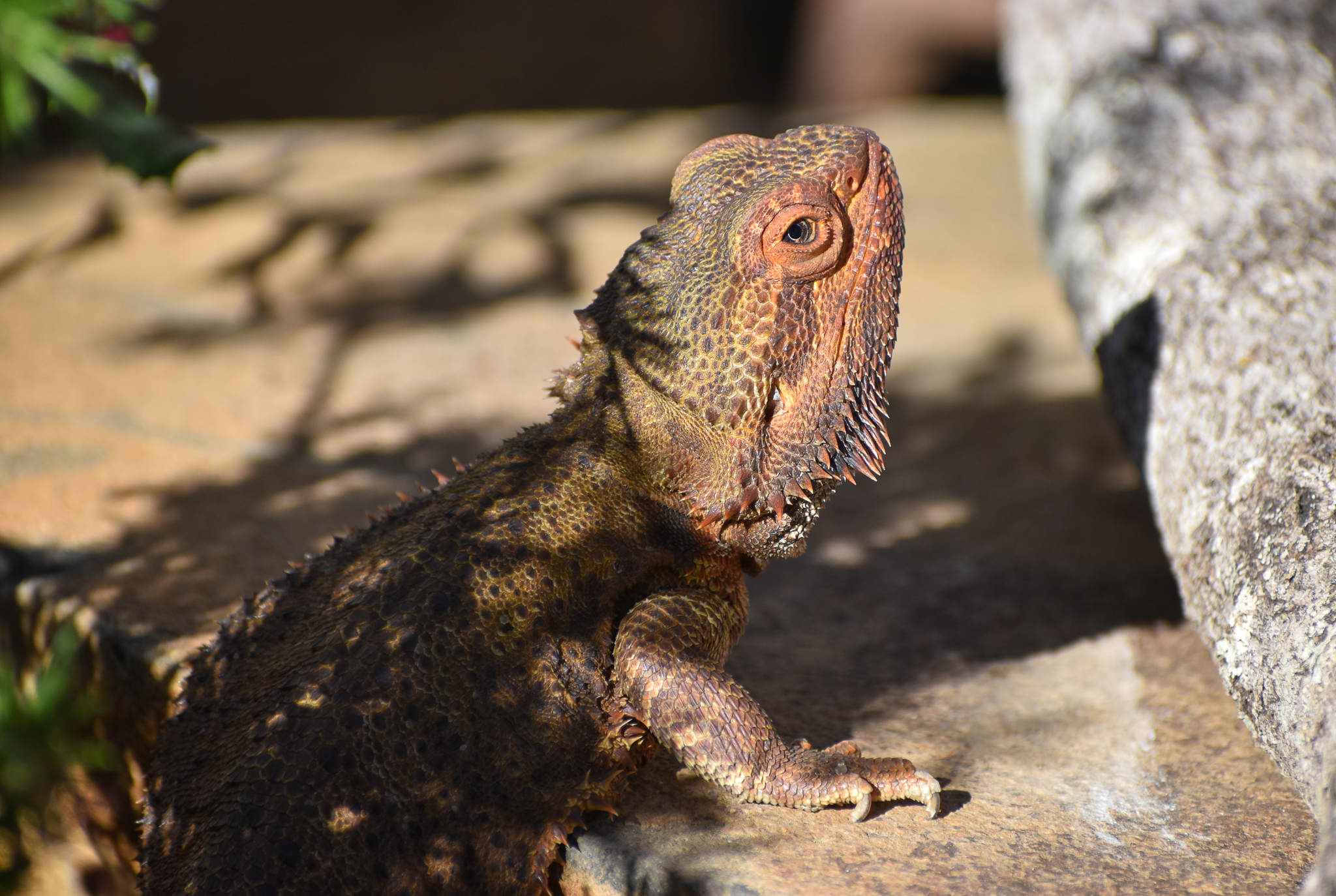 Central Bearded Dragon
