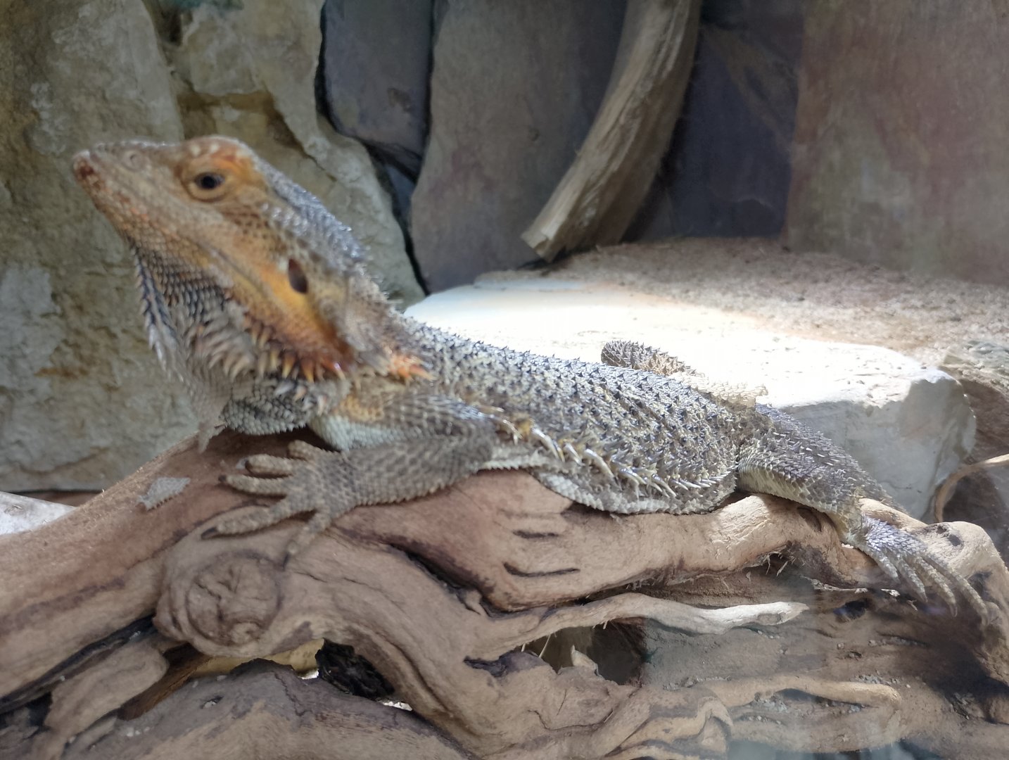 Central bearded dragon