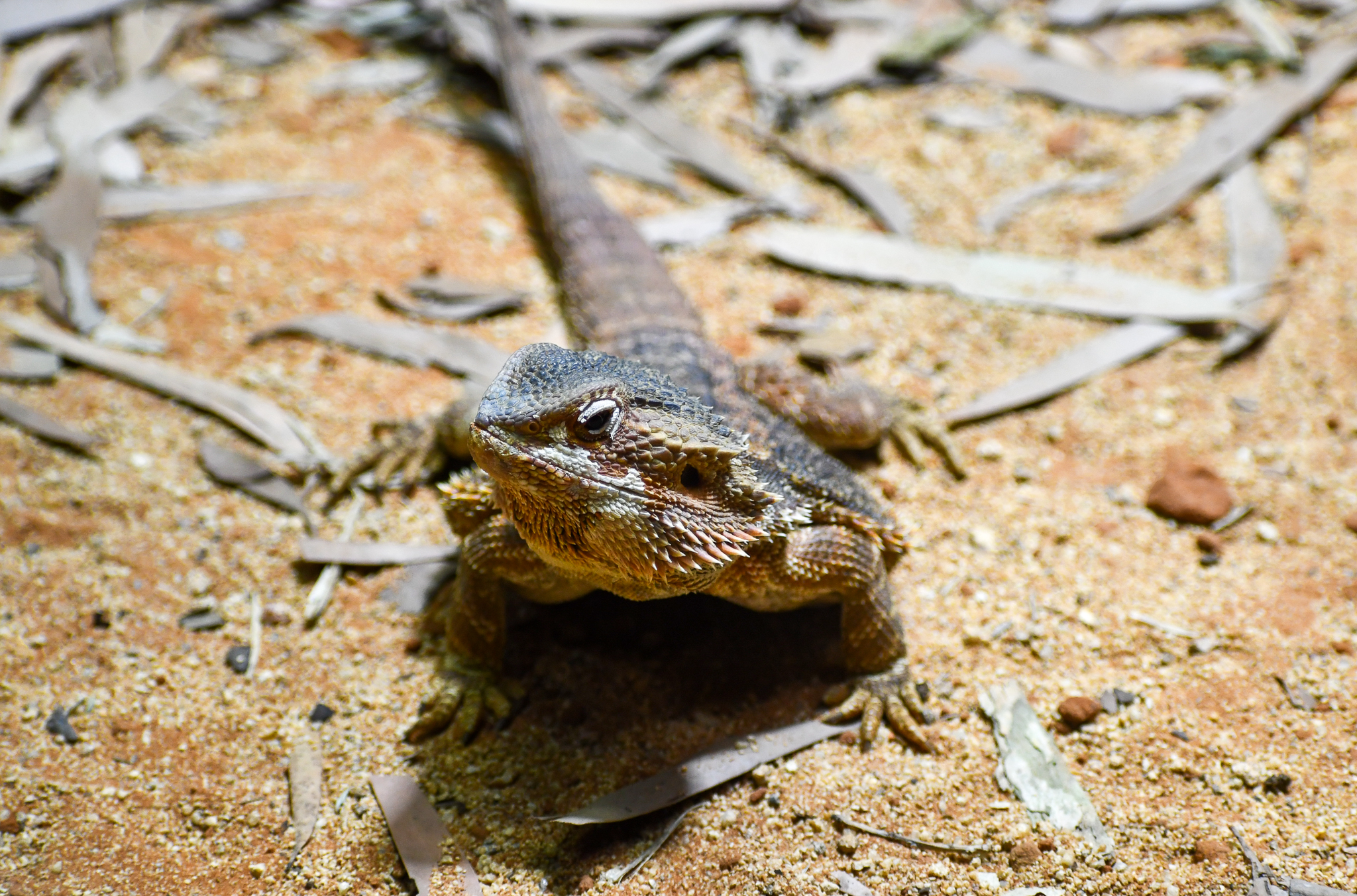 Central Bearded Dragon