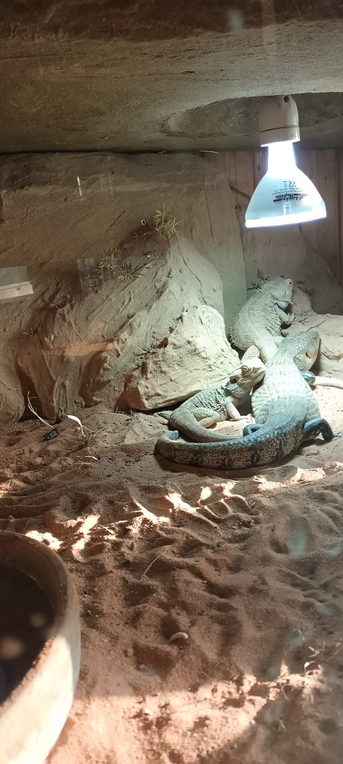 Central bearded Dragons and Blue toungue Skink