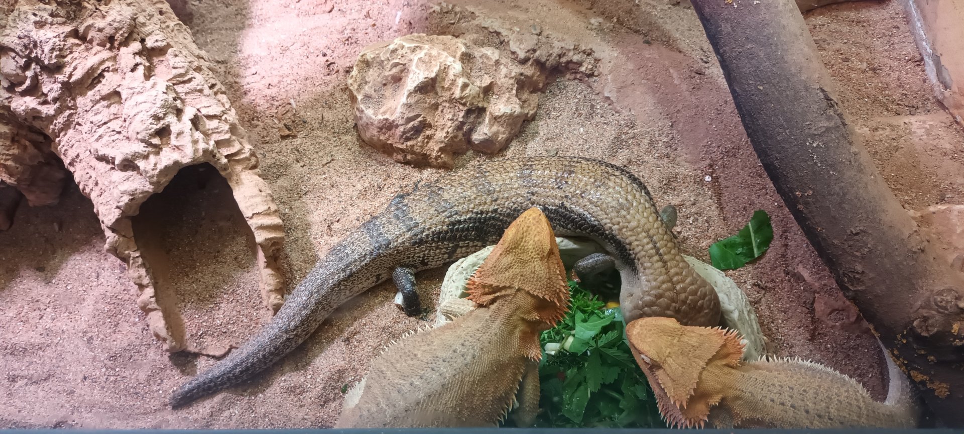 Central bearded Dragons and Blue toungue Skink