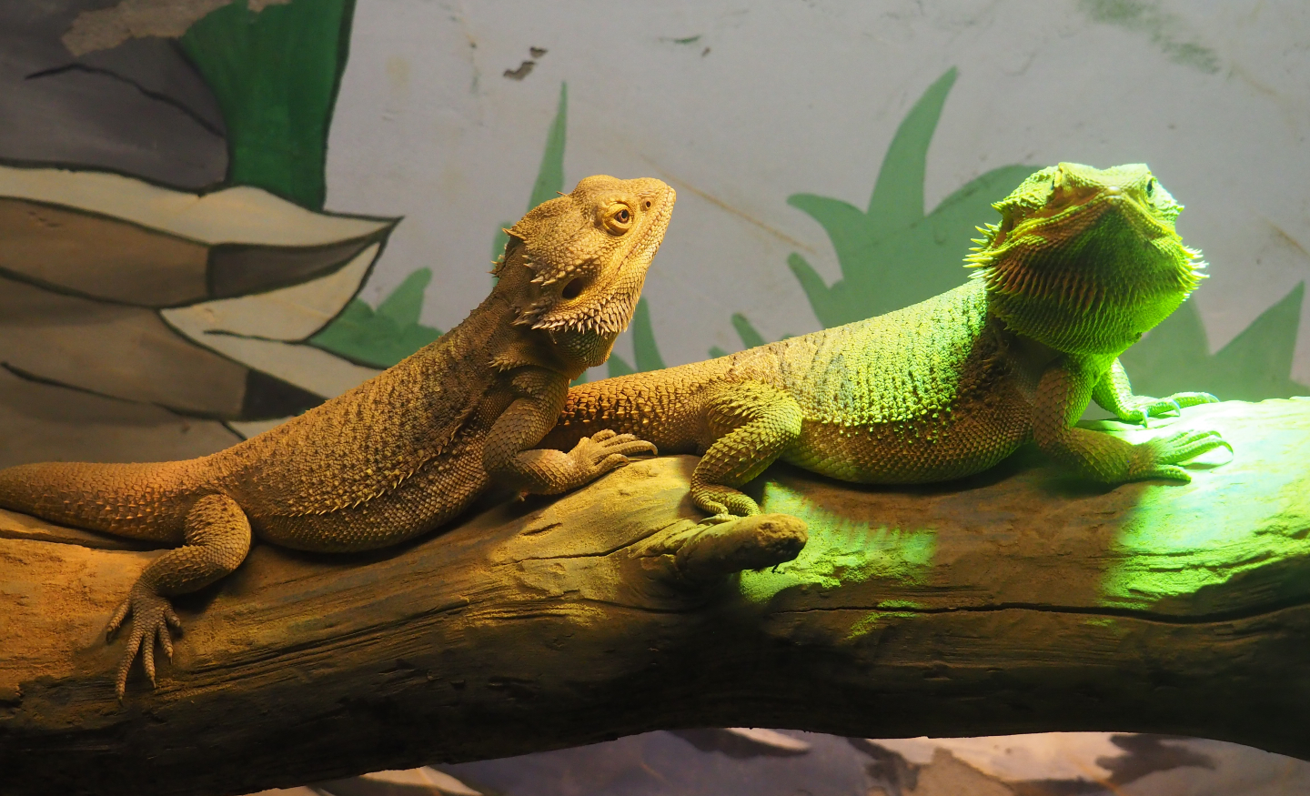 Central bearded dragons (Pogona vitticeps), 2019-06-01