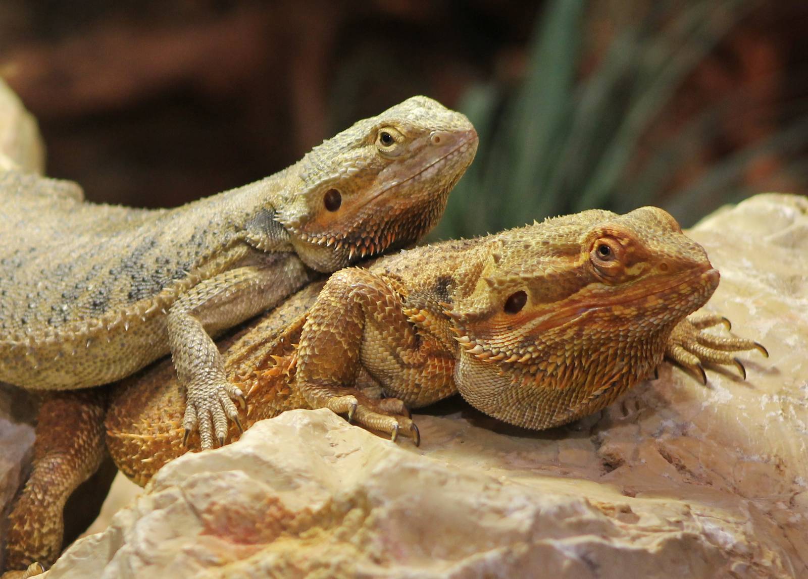 Central bearded dragons