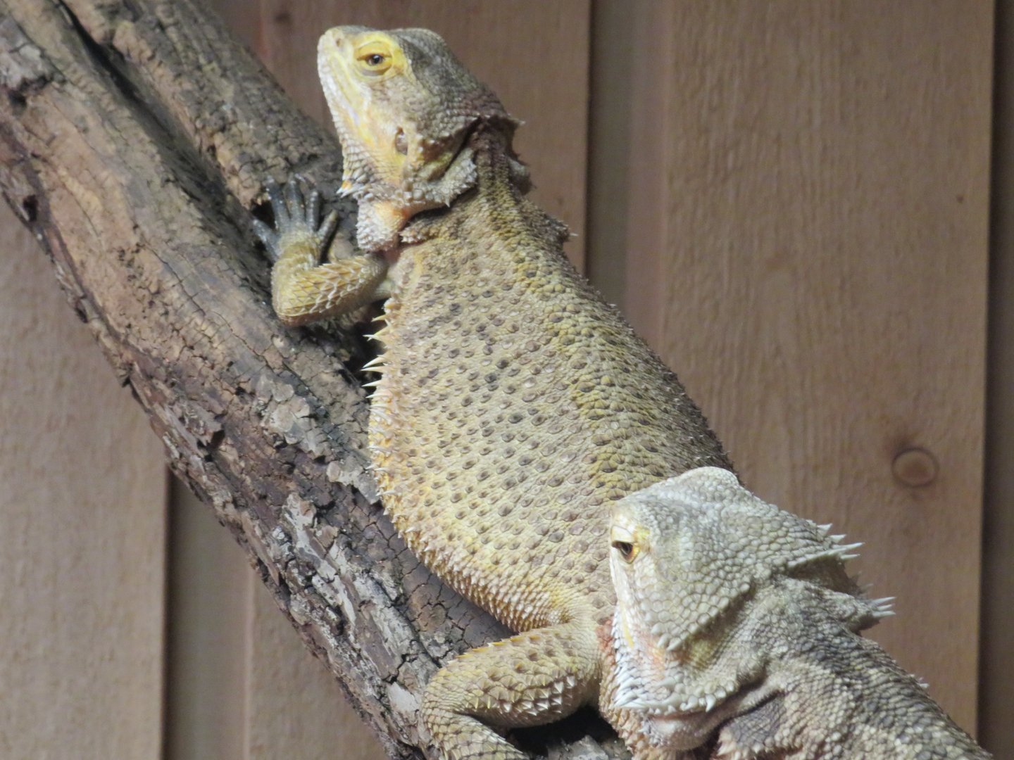Central bearded dragons