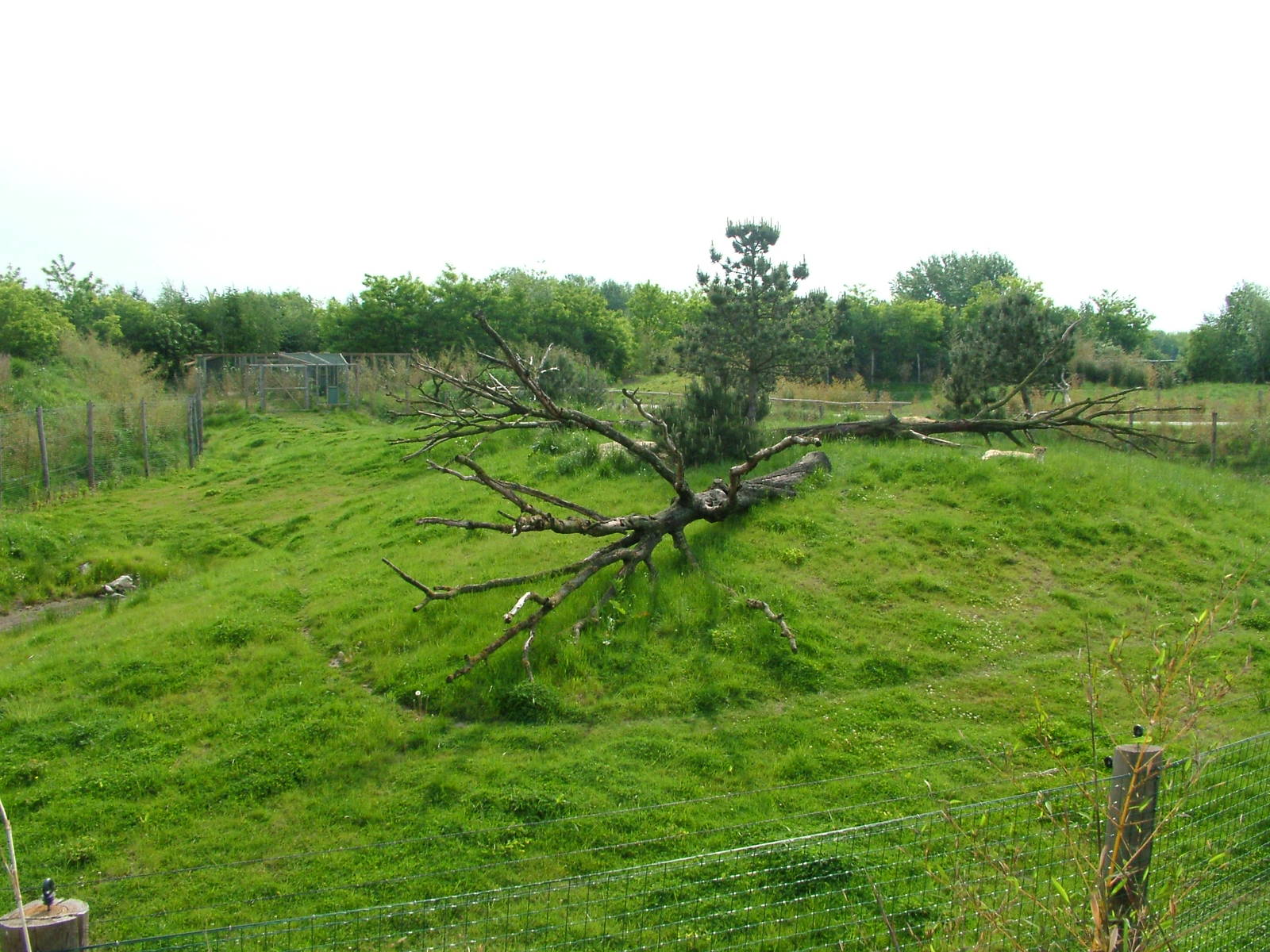 Central Cheetah enclosure at Overloon 14/05/09