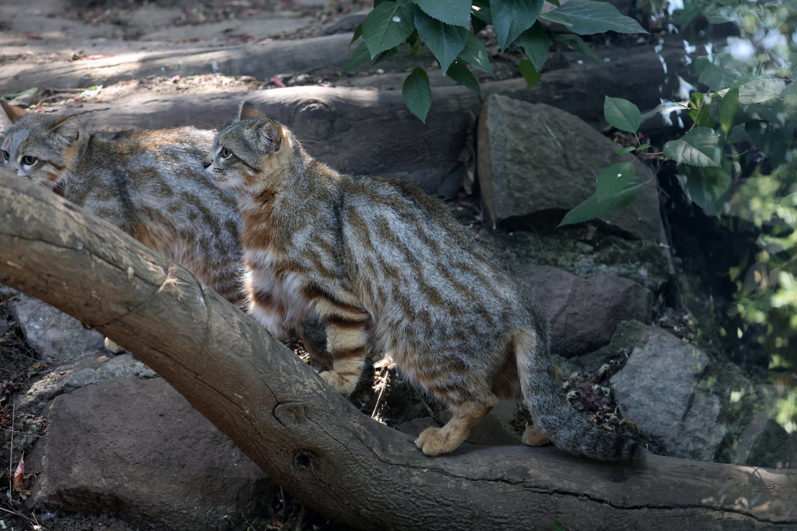 Central Chilean Colocolo (Leopardus colocola)