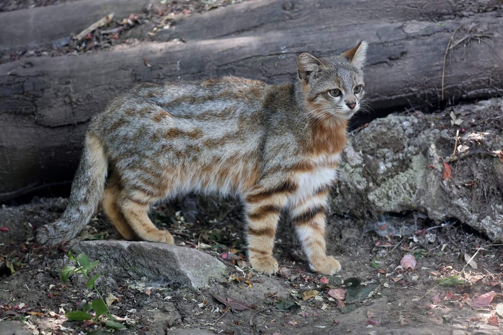 Central Chilean Colocolo (Leopardus colocola)