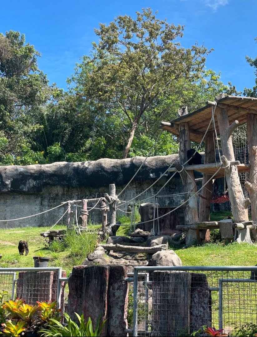 Central chimpanzee exhibit
