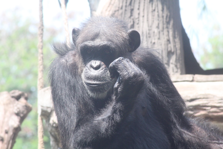 Central chimpanzee (Pan troglodytes troglodytes)