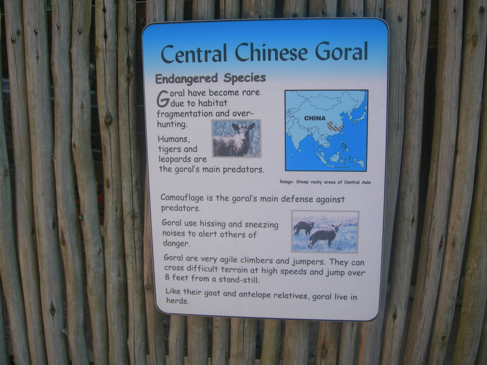 Central Chines Goral Sign
