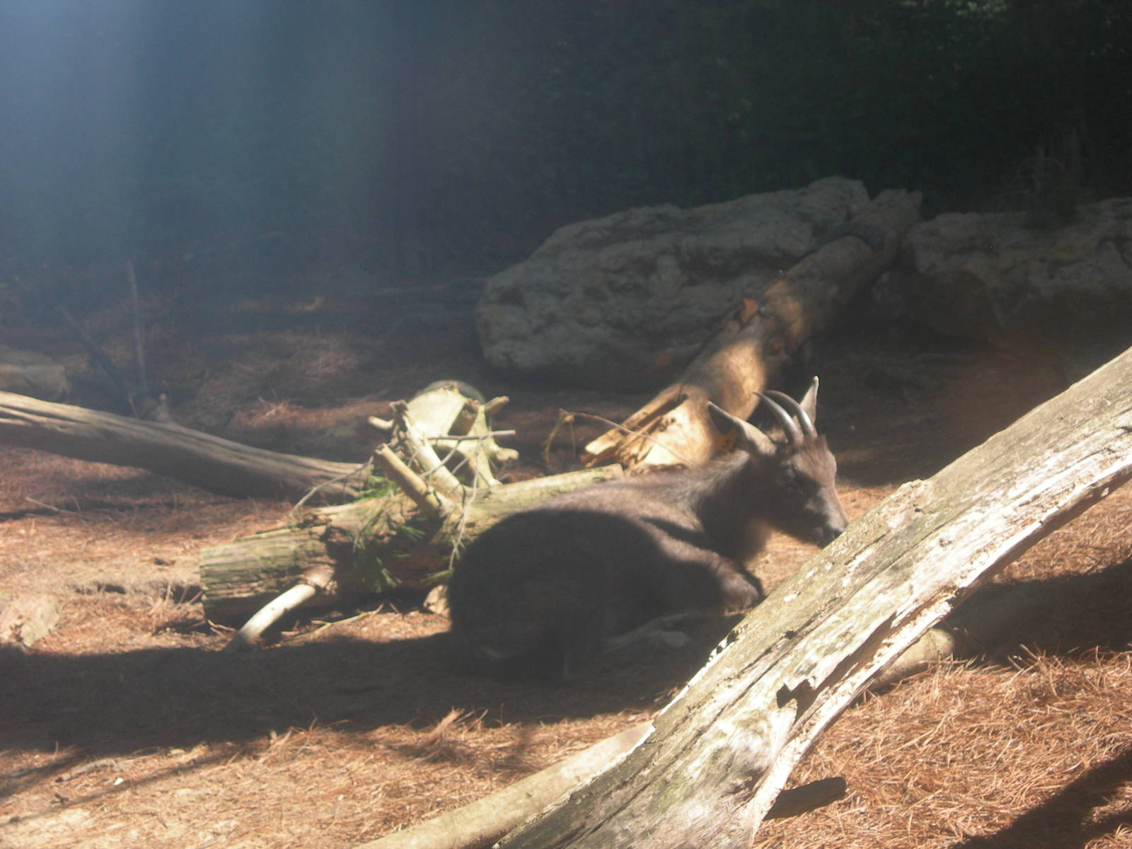Central Chines Goral sitting down
