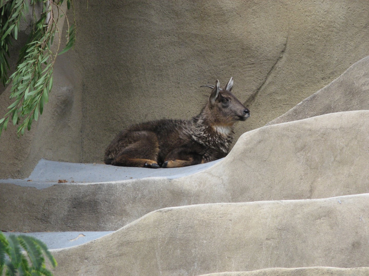 Central Chinese Goral (2008)