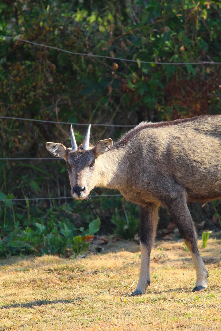 Central Chinese Goral- 4th September 2024