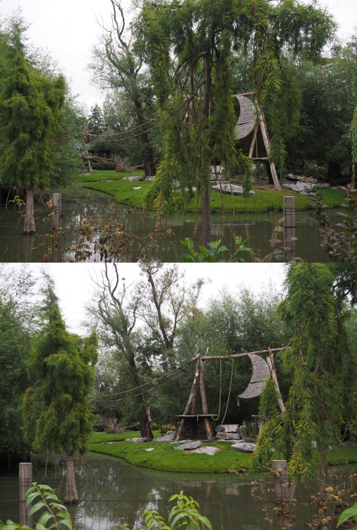 Central Chinese goral and Southern Yellow-cheeked gibbon exhibit, 2020-09-03