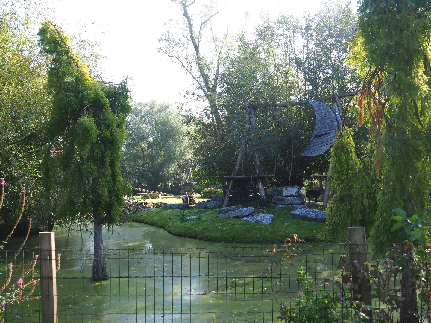 Central Chinese goral and Southern yellow-cheeked gibbon exhibit, 2021-09-03