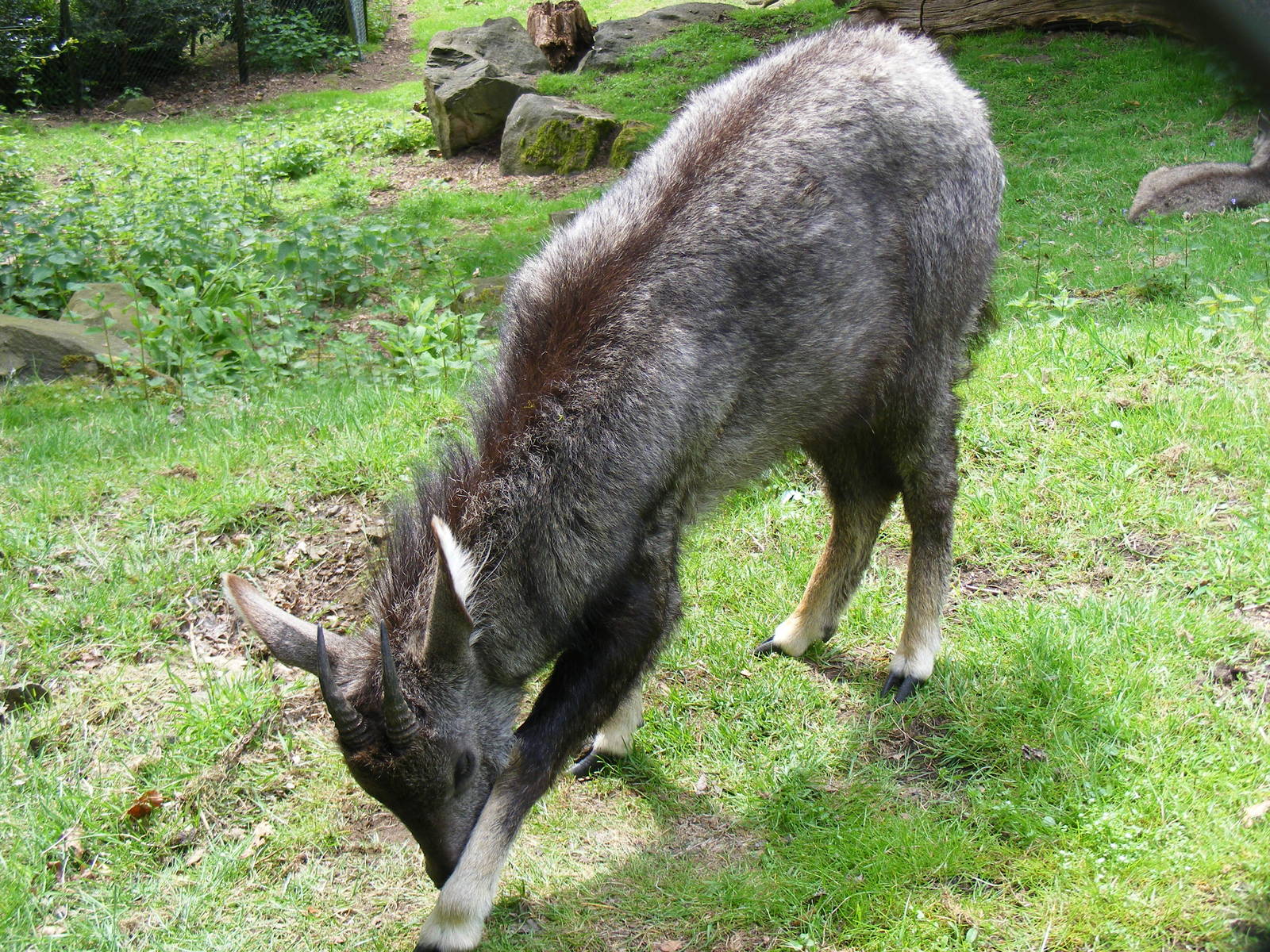 Central Chinese goral at Edinburgh Zoo, 21 May 2010
