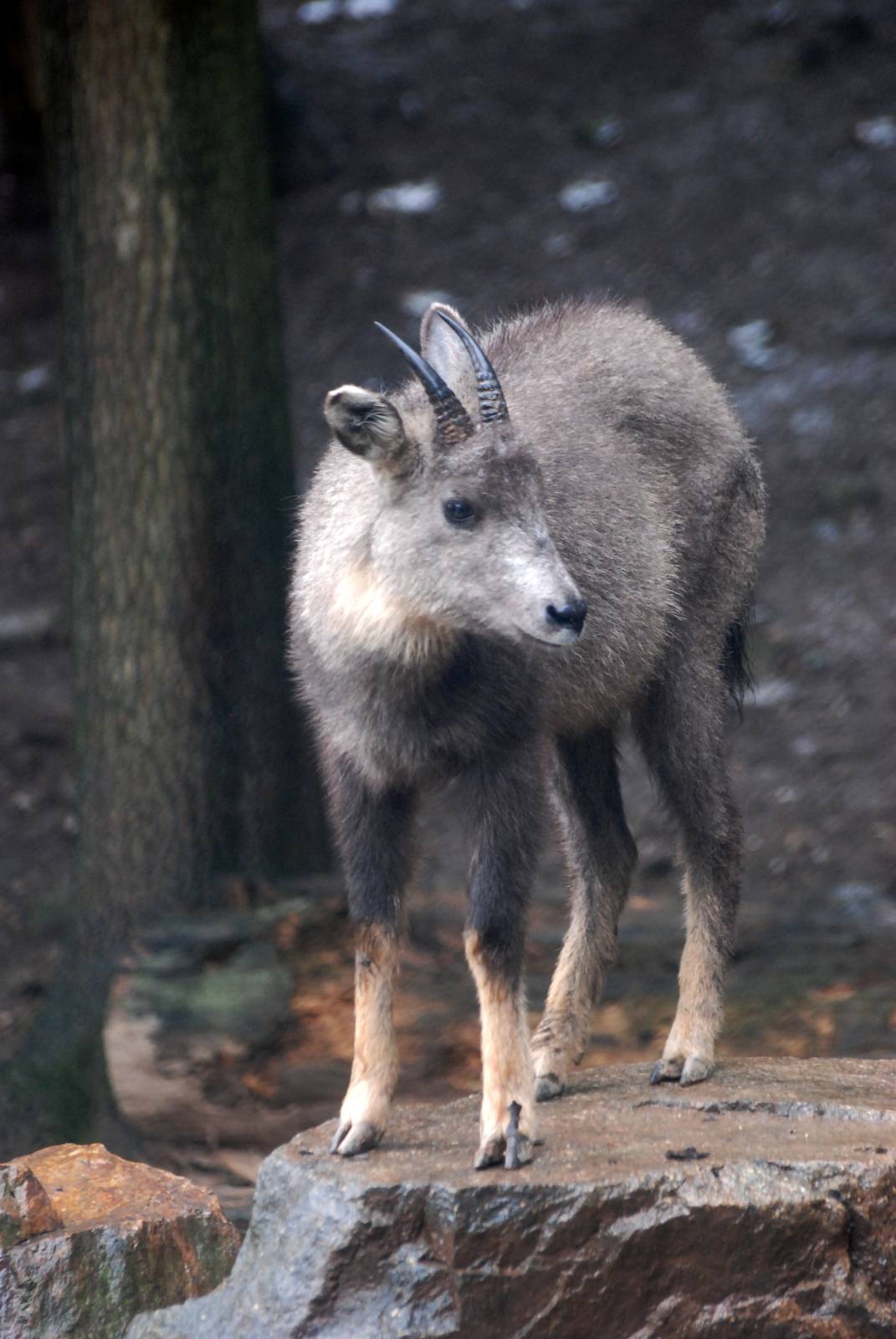 Central Chinese Goral at Pilsen, 31/08/12